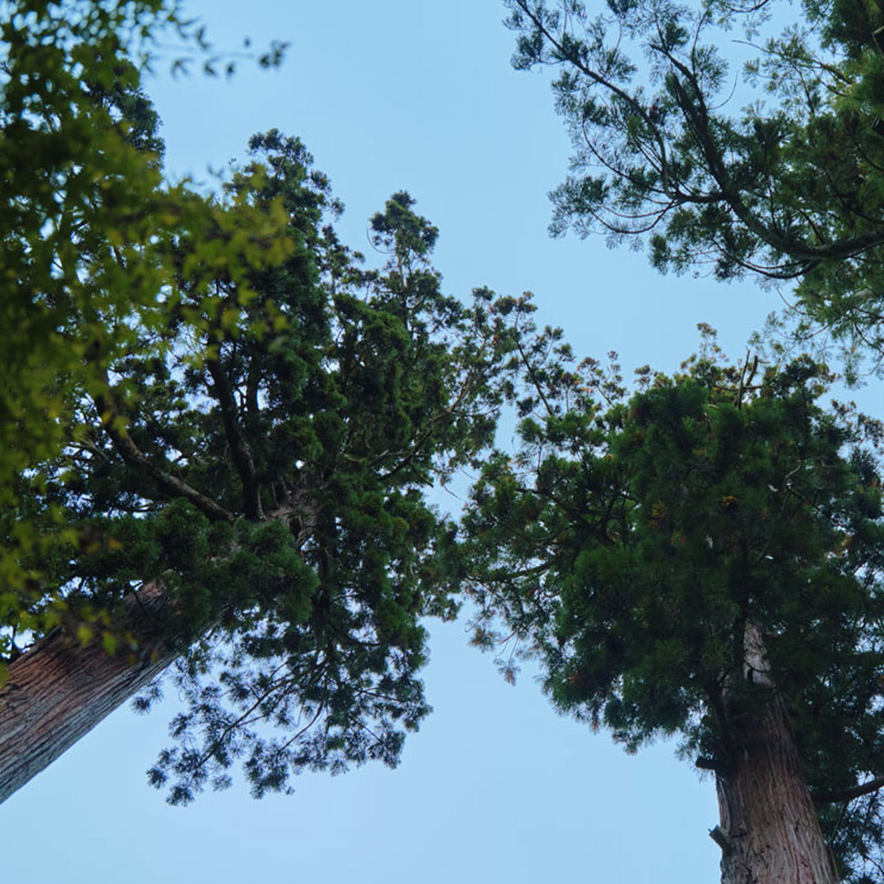 Trees